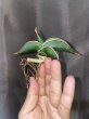 画像1: ロリダ 糸覆輪(D. rorida variegata) (1)