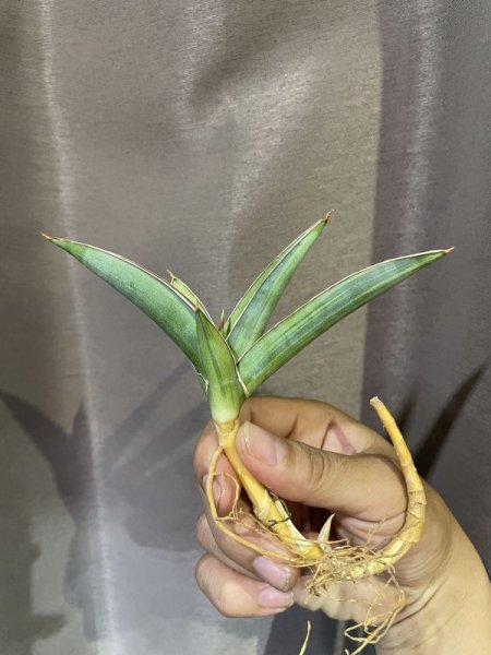 画像1: ヨハネスブルグ 縞斑(D. sp.Johannesburg variegata) (1)