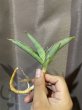 画像2: ヨハネスブルグ 縞斑(D. sp.Johannesburg variegata) (2)