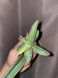 画像3: ヨハネスブルグ 縞斑(D. sp.Johannesburg variegata) (3)