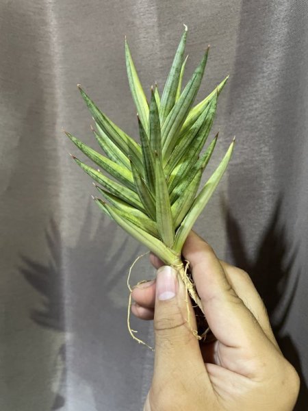 画像1: 【セール】フランシシー黄斑(D. francisii variegata) (1)