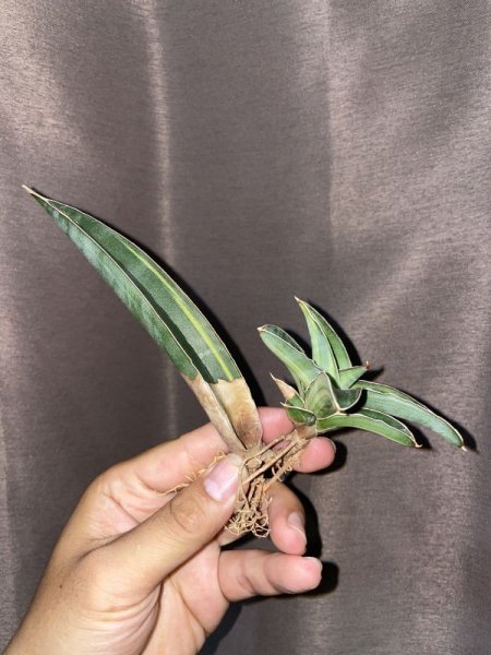 画像1: ヨハネスブルグ 縞斑(D. sp.Johannesburg variegata) (1)