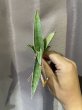 画像3: ヨハネスブルグ 縞斑(D. sp.Johannesburg variegata) (3)