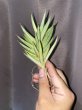 画像2: 【セール】フランシシー黄斑(D. francisii variegata) (2)