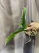 画像3: マラウイミッドナイト 変化葉 縞斑(D. sp.Malawi Midnight Mutation variegata) (3)