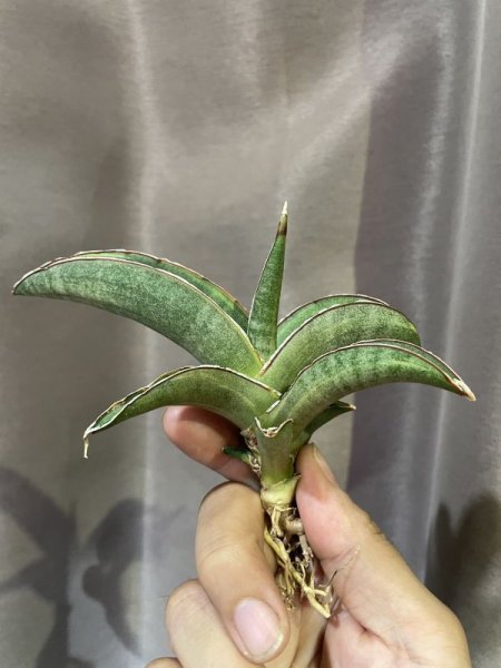 画像1: プフィステリ斑入り(D. pfisteri variegata) (1)