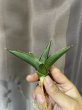 画像2: サワディー 斑入り(D. Sawasdee variegata) (2)