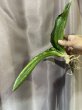 画像5: マラウイミッドナイト 変化葉 縞斑(D. sp.Malawi Midnight Mutation variegata) (5)