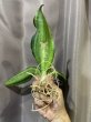 画像2: マラウイミッドナイト 変化葉 縞斑(D. sp.Malawi Midnight Mutation variegata) (2)