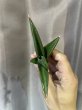 画像3: サワディー 斑入り(D. Sawasdee variegata) (3)