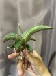 画像3: プフィステリ斑入り(D. pfisteri variegata) (3)