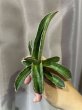 画像2: プフィステリ斑入り(D. pfisteri variegata) (2)