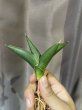 画像1: サワディー 斑入り(D. Sawasdee variegata) (1)