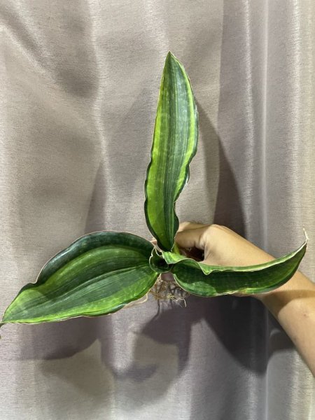 画像1: マラウイミッドナイト 変化葉 縞斑(D. sp.Malawi Midnight Mutation variegata) (1)