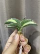 画像2: ロブスタファット 白刷毛斑(D.robusta Fat Type variegata) (2)