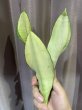 画像2: ムーンシャイン 斑入り(D.trifasciata 'Moon Shine' variegata) (2)