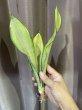 画像1: ムーンシャイン 斑入り(D.trifasciata 'Moon Shine' variegata) (1)