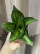 画像2: ハーニーグリーンモールド中斑(D.Hahnii Green Mould variegata) (2)