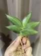 画像1: サムライドワーフ × ボンセル (D.Samurai Dwarf × Boncel) (1)