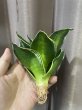 画像3: ジェイドドワーフ斑入り(D.Jade Dwarf variegata) (3)