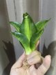 画像3: ハーニーグリーンモールド中斑(D.Hahnii Green Mould variegata) (3)