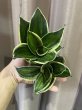 画像1: ジェイドドワーフ斑入り(D.Jade Dwarf variegata) (1)