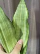 画像4: ムーンシャイン 縞斑(D.trifasciata 'Moon Shine' variegata) (4)