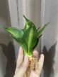 画像4: ハーニーグリーンモールド中斑(D.Hahnii Green Mould variegata) (4)