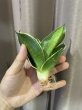 画像2: ジェイドドワーフ斑入り(D.Jade Dwarf variegata) (2)