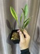 画像1: ティースプーン 斑入り(D.concinna 'Tea Spoon' variegata) (1)