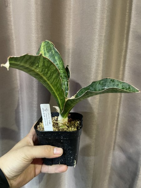 画像1: ブラックローズ 縞斑(D.Black Rose variegata) (1)