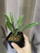 画像1: ティースプーン 斑入り(D.concinna 'Tea Spoon' variegata) (1)