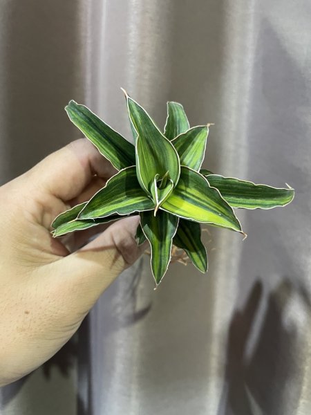 画像1: パウエリー 斑入り(D.powellii variegata) (1)