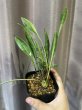 画像1: ティースプーン 斑入り(D.concinna 'Tea Spoon' variegata) (1)