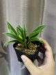 画像1: ティースプーン 斑入り(D.concinna 'Tea Spoon' variegata) (1)