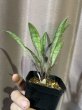 画像2: ティースプーン 斑入り(D.concinna 'Tea Spoon' variegata) (2)