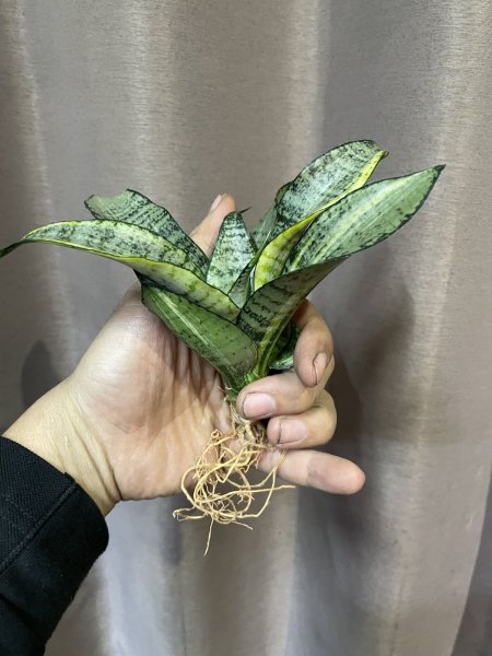 画像1: マーガ 斑入り(D.Marga variegata) (1)