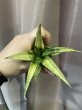 画像2: マニーパッキャオ 斑入り(D.Manny Pacquiao variegata) (2)