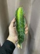 画像1: シミタリフォルミス 斑入り(D.scimitariformis variegata) (1)