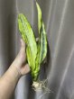 画像1: キルキー プルクラ 冴斑(D.kirkii ver. pulchra variegata) (1)