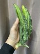 画像2: シミタリフォルミス 斑入り(D.scimitariformis variegata) (2)