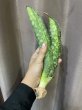 画像4: シミタリフォルミス 斑入り(D.scimitariformis variegata) (4)