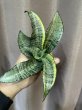 画像2: マーガ 斑入り(D.Marga variegata) (2)