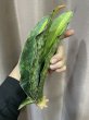 画像3: シミタリフォルミス 斑入り(D.scimitariformis variegata) (3)