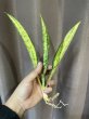 画像3: サドワレンシス 斑入り(D.concinna ssp.Sudwallensis variegata) (3)