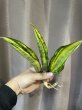 画像2: サドワレンシス 斑入り(D.concinna ssp.Sudwallensis variegata) (2)