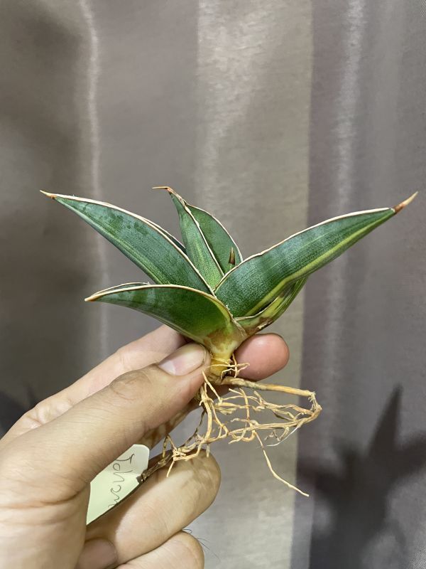 サンスベリア ・ヨハネスブルグ 黄斑(D.Johannesburg variegata ...